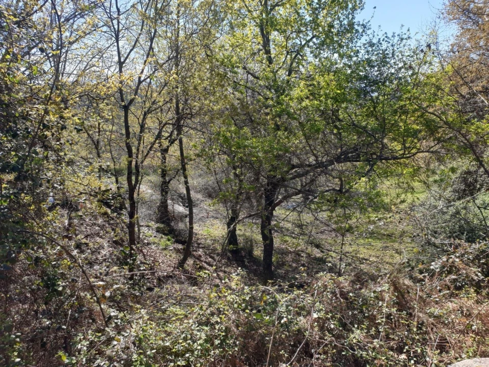 Terreno para Venda em Refojos de Basto, Outeiro e Painzela Foto 5