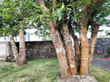 Moradia T4 para Venda em São Mateus da Calheta