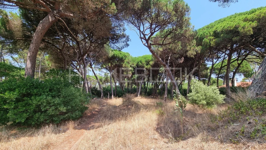 Terreno para Venda em Colares Foto 10