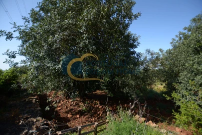 Terreno para Venda em São Bartolomeu de Messines