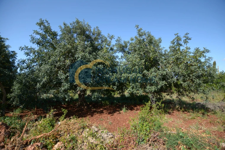 Terreno para Venda em São Bartolomeu de Messines Foto 4