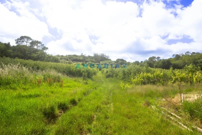 Terreno para Venda em Alcobaça e Vestiaria