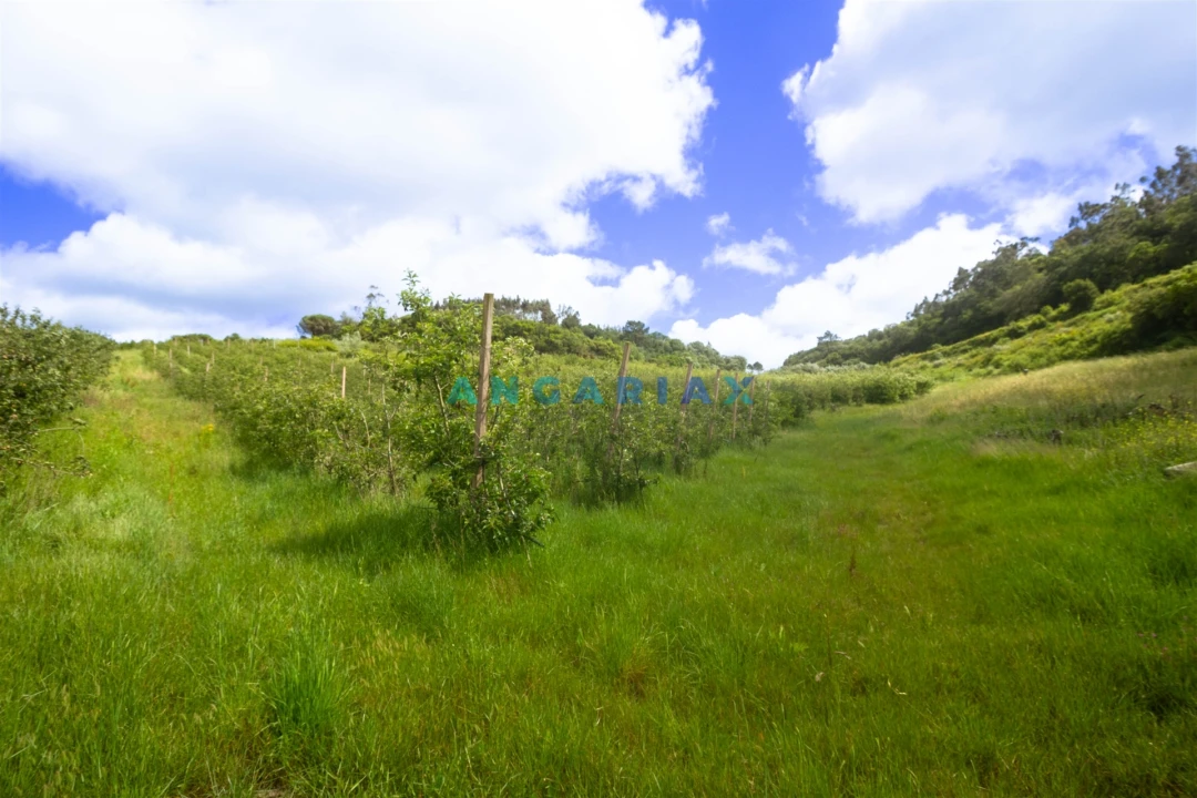 Terreno para Venda em Alcobaça e Vestiaria Foto 16