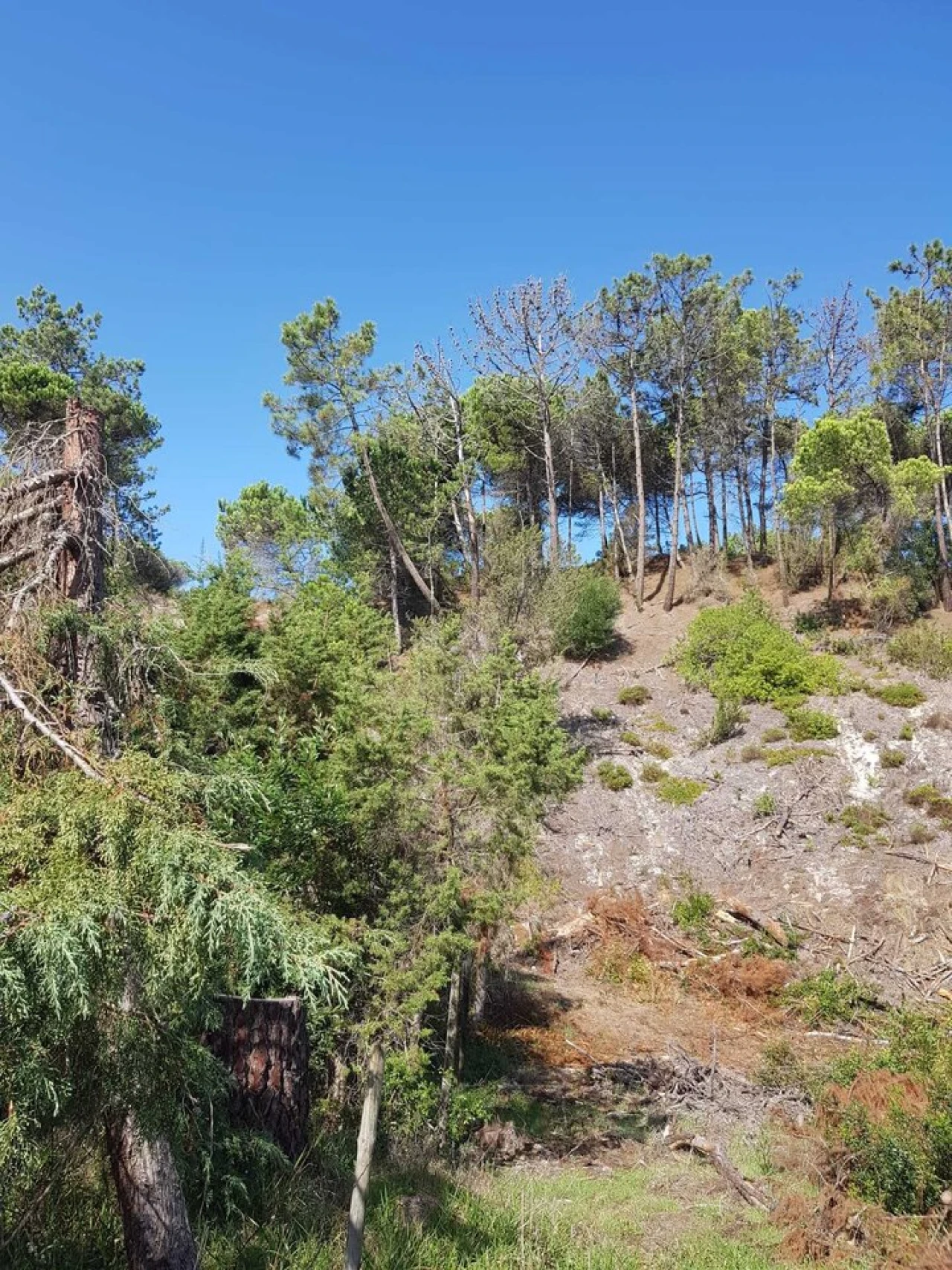 Terreno para Venda em Vau Foto 10