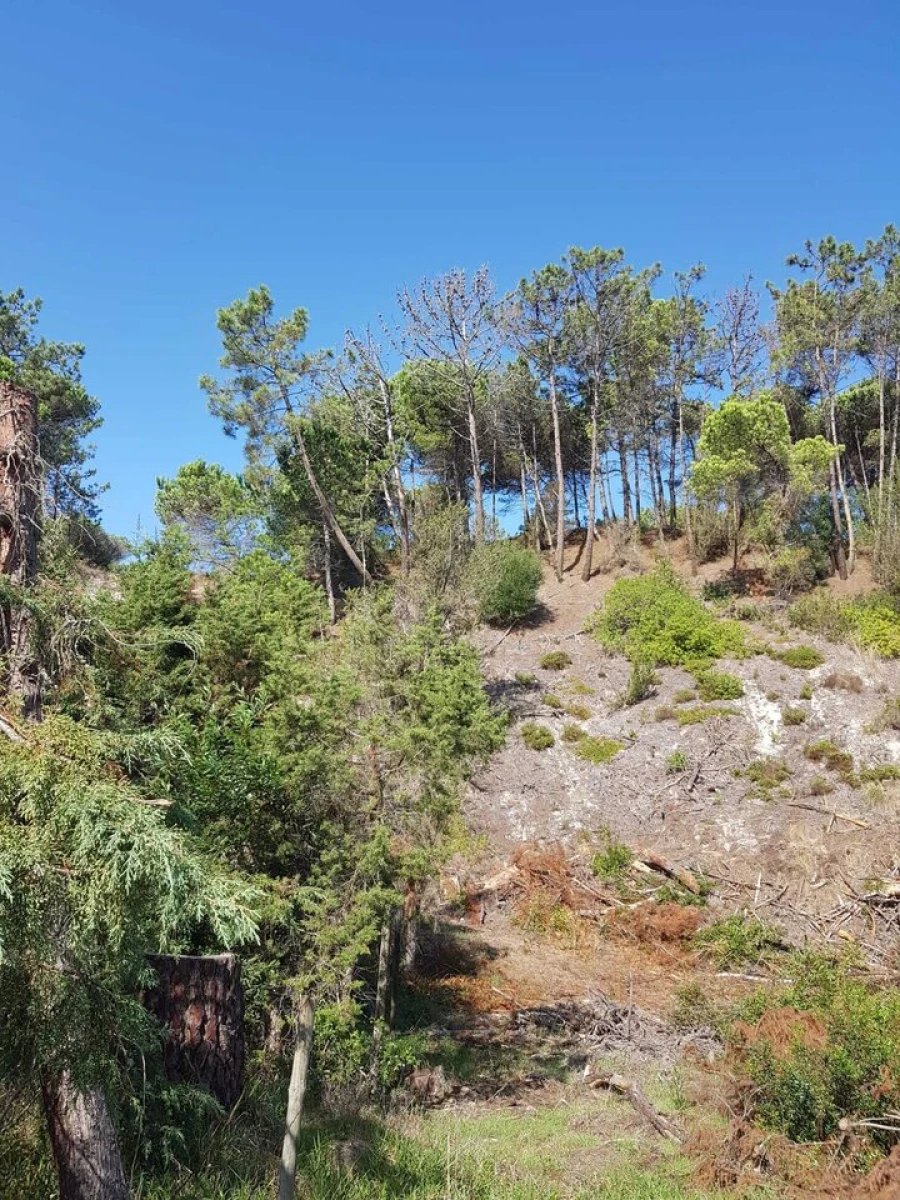 Terreno para Venda em Vau Foto 11