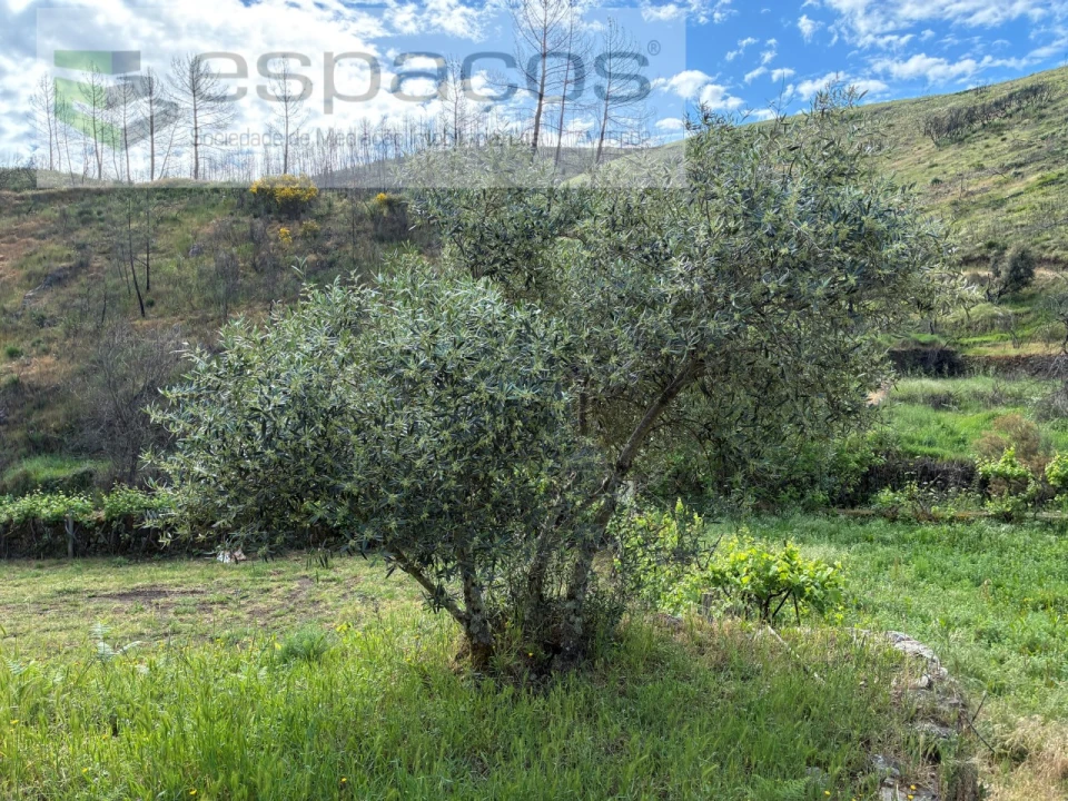 Terreno Agricola ou Rústico para Venda em Silvares Foto 14