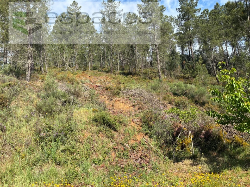 Terreno Agricola ou Rústico para Venda em Silvares Foto 20