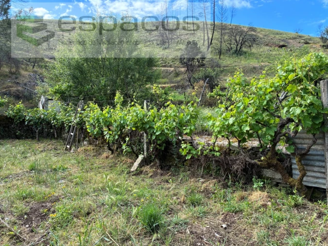 Terreno Agricola ou Rústico para Venda em Silvares Foto 12