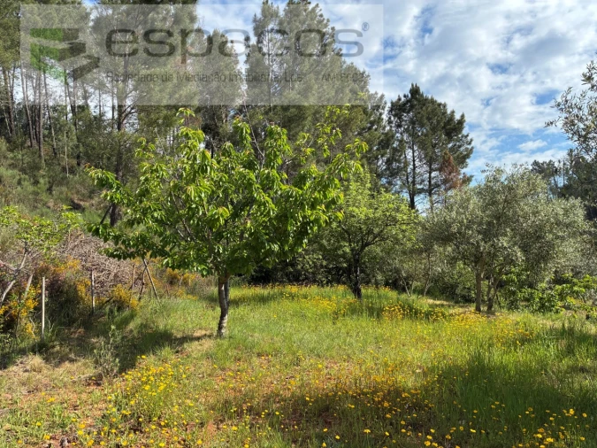 Terreno Agricola ou Rústico para Venda em Silvares Foto 16