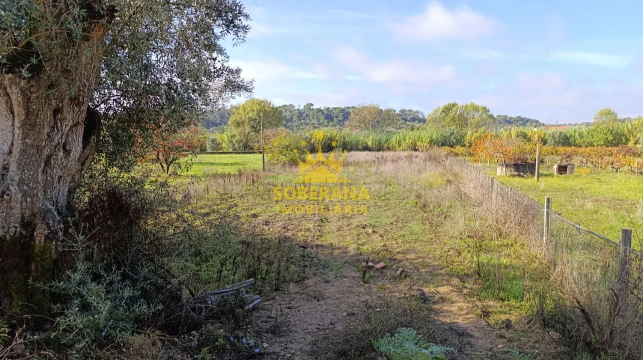 Terreno para Venda em Madalena e Beselga Foto 2