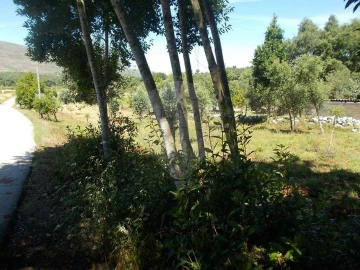 Terreno para Venda em Alvados e Alcaria