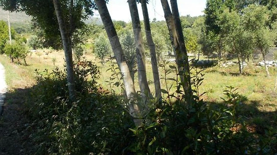 Terreno para Venda em Alvados e Alcaria