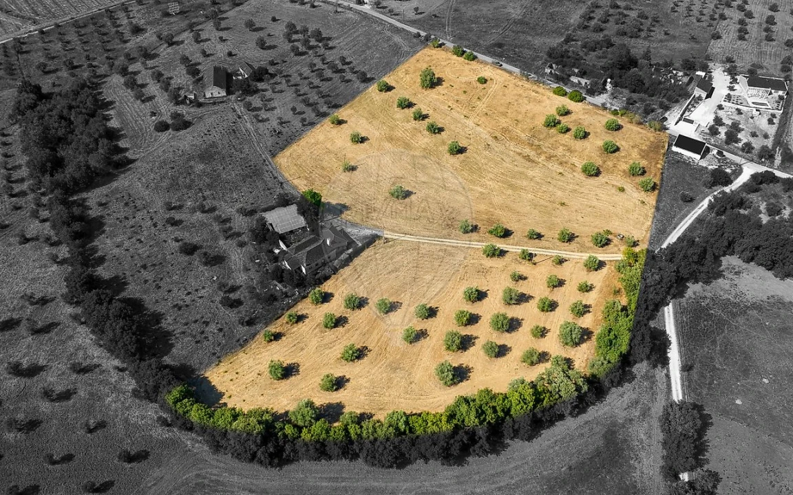 Terreno para Venda em São Vicente do Paul e Vale de Figueira Foto 9