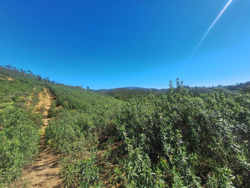 Terreno Agricola ou Rústico para Venda em Marmelete Foto 22