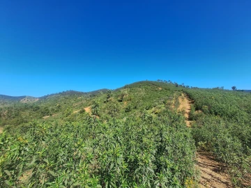 Terreno Agricola ou Rústico para Venda em Marmelete