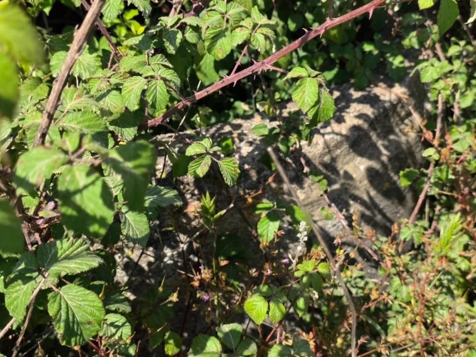 Terreno para Venda em Olhalvo Foto 15