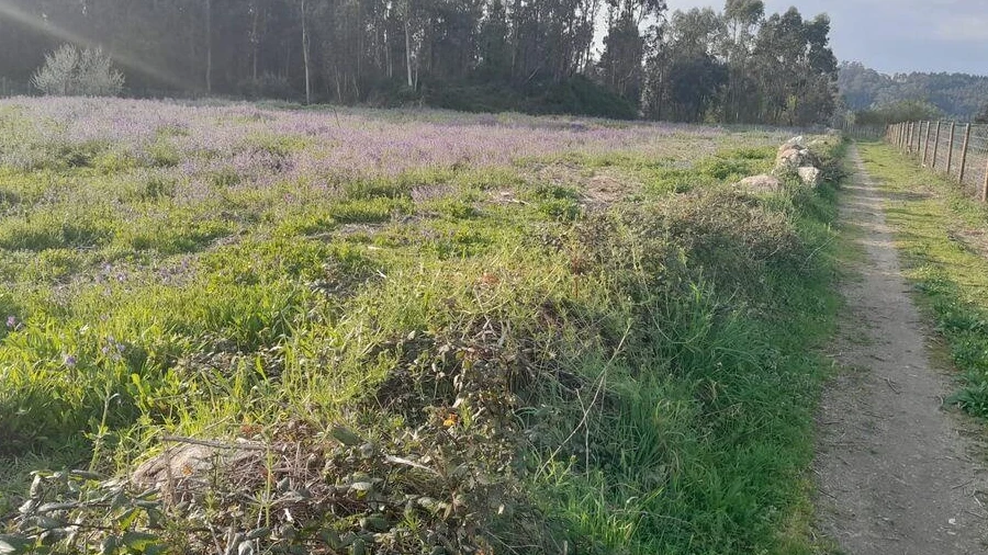 Terreno para Venda em Requião