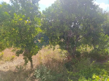 Terreno para Venda em Carregueiros