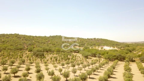 Quinta para Venda em Vila de Frades