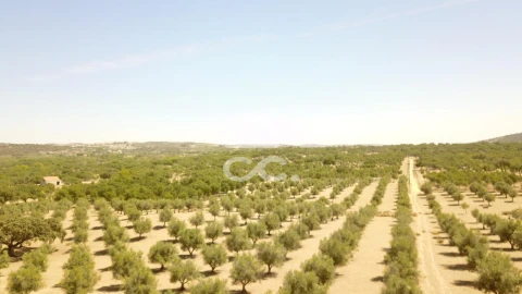 Quinta para Venda em Vila de Frades