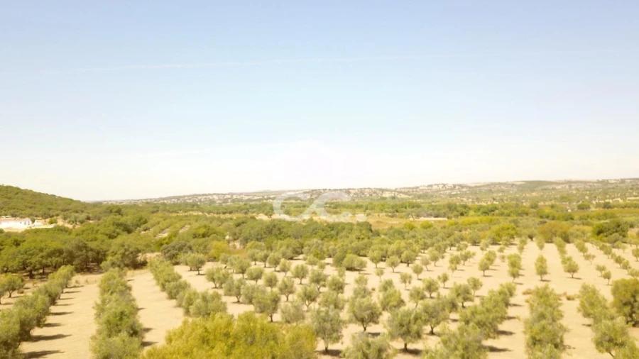 Quinta para Venda em Vila de Frades Foto 7