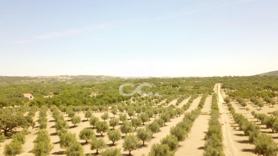 Quinta para Venda em Vila de Frades Foto 12