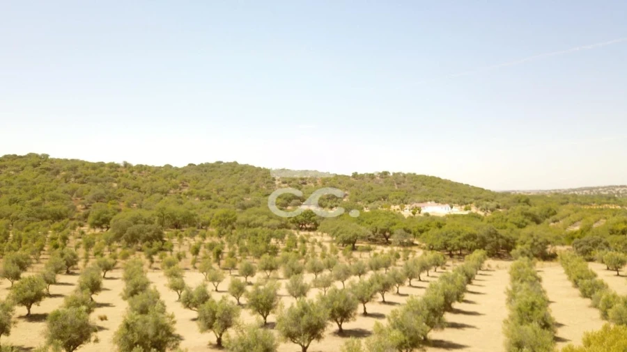 Quinta para Venda em Vila de Frades Foto 34