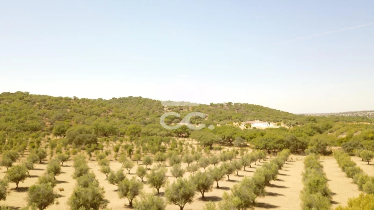 Quinta para Venda em Vila de Frades Foto 34