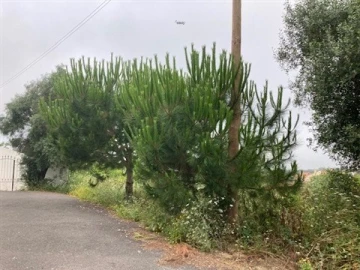 Terreno para Venda em Santa Maria e São Miguel, São Martinho, São Pedro Penaferrim