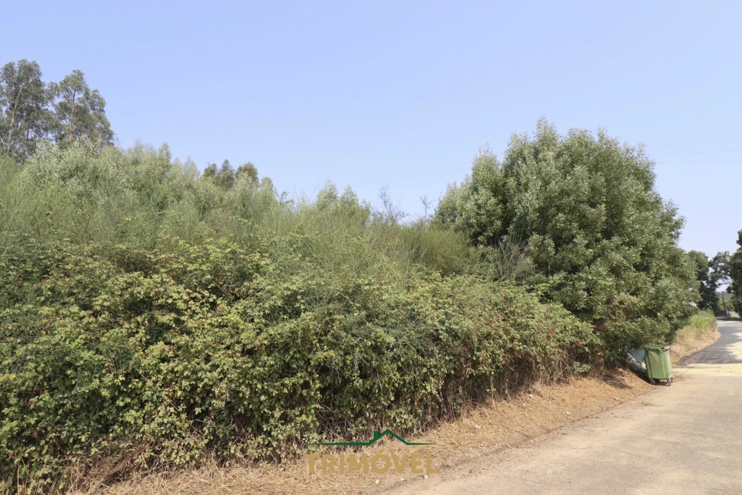 Terreno para Venda em Vila de Cucujães Foto 1