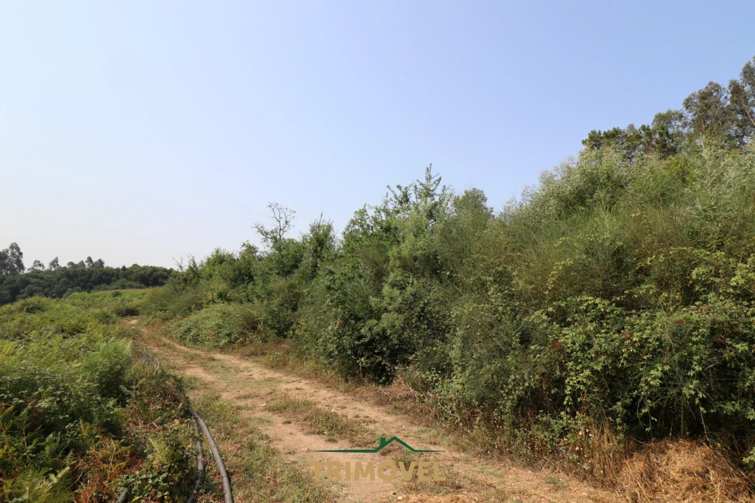 Terreno para Venda em Vila de Cucujães Foto 5