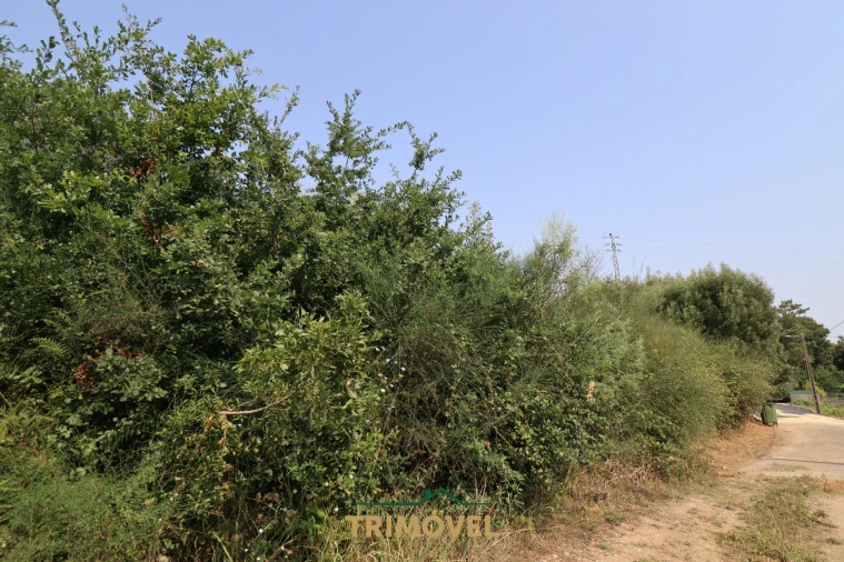 Terreno para Venda em Vila de Cucujães Foto 4
