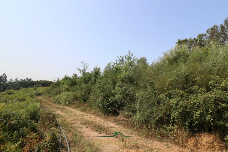 Terreno para Venda em Vila de Cucujães Foto 5
