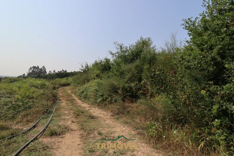 Terreno para Venda em Vila de Cucujães Foto 3