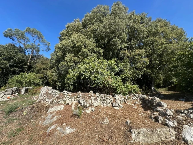 Terreno para Venda em Alvados e Alcaria Foto 9