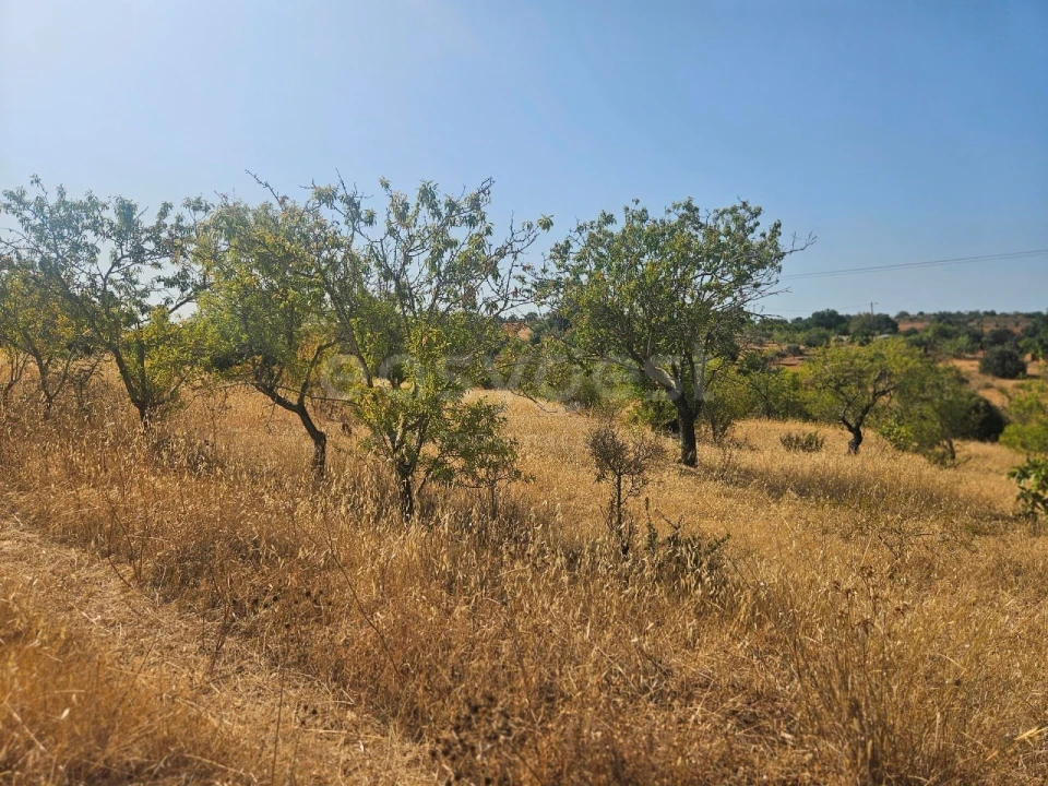 Terreno Agricola ou Rústico para Venda em Estômbar e Parchal Foto 6