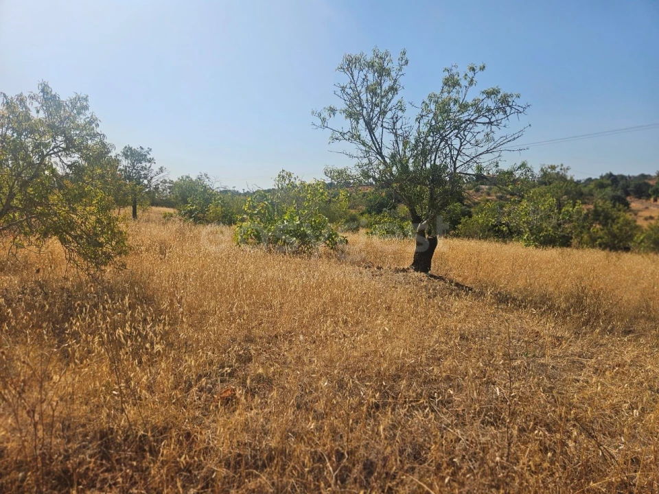 Terreno Agricola ou Rústico para Venda em Estômbar e Parchal Foto 7