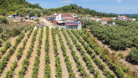Terreno para Venda em Alcoentre