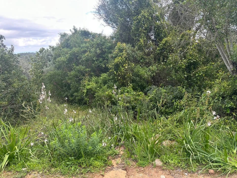 Terreno para Venda em Paderne Foto 8