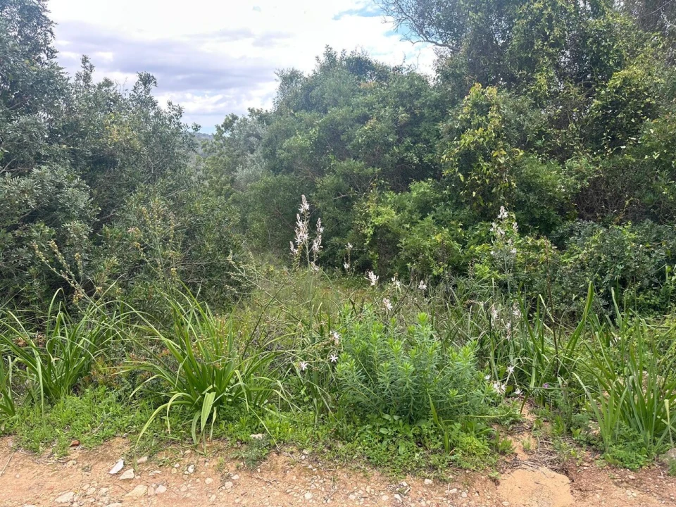 Terreno para Venda em Paderne Foto 10