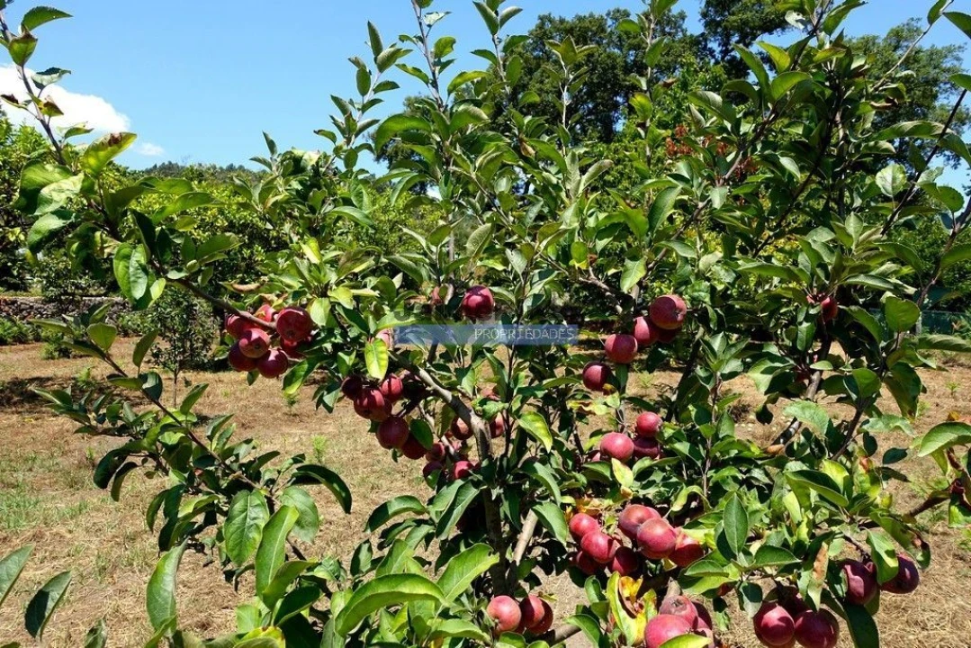 Moradia T3 para Venda em Santa Comba Foto 6