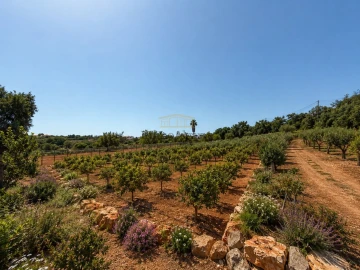 Terreno Agricola ou Rústico para Venda em Ferreiras