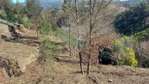 Quinta T
           para Venda em Fermedo