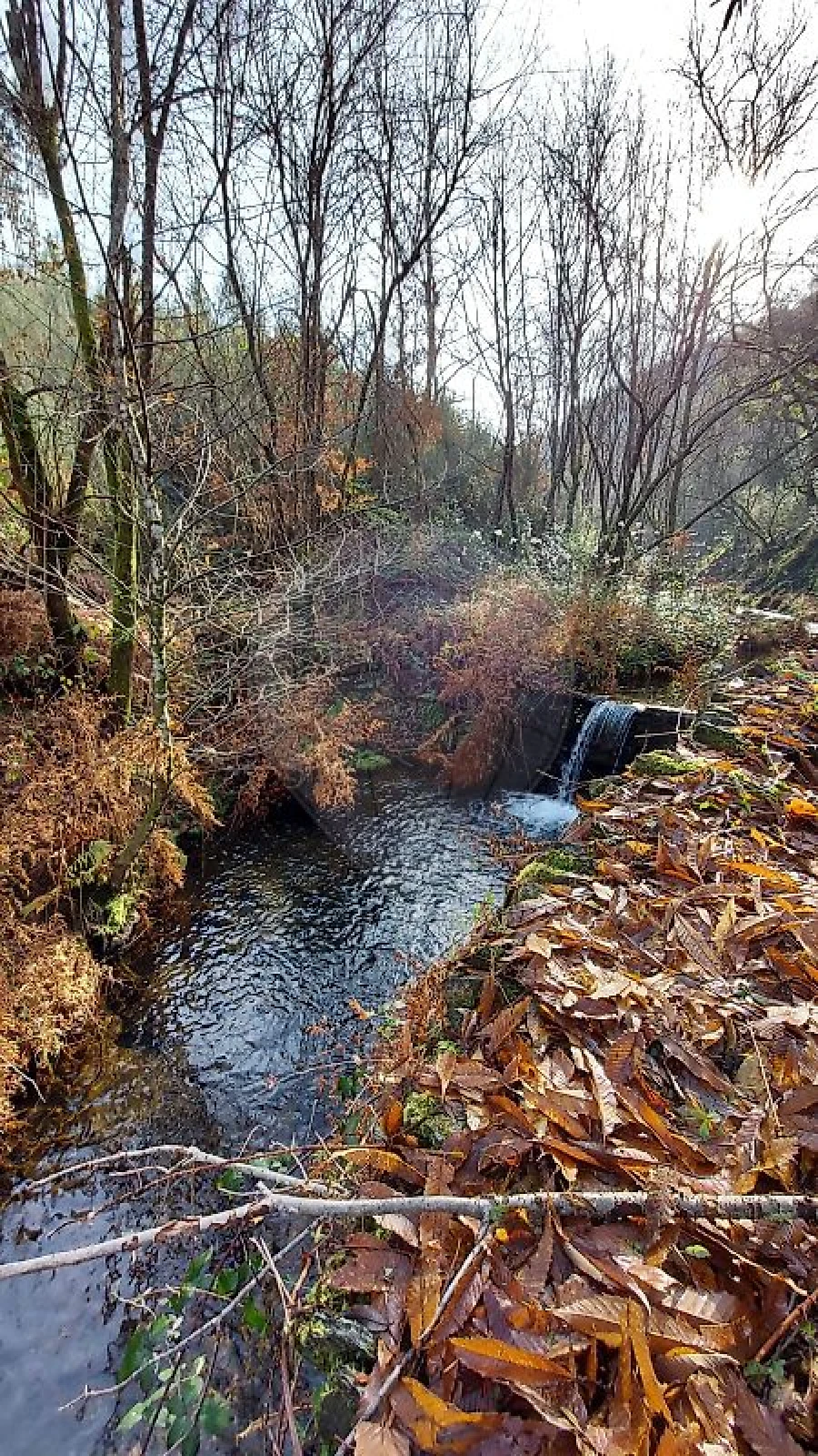 Quinta T
           para Venda em Fermedo Foto 16