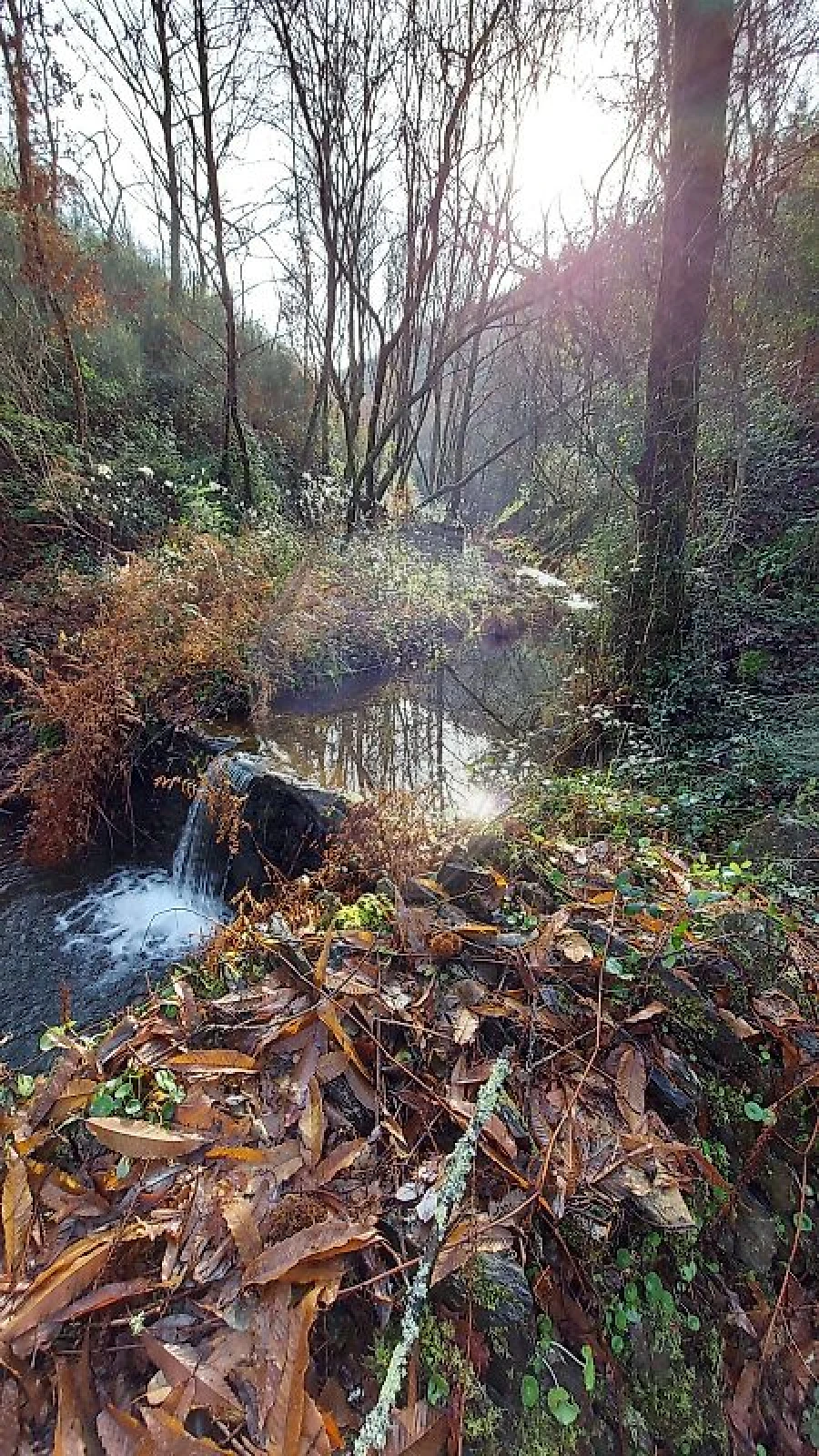 Quinta T
           para Venda em Fermedo Foto 19