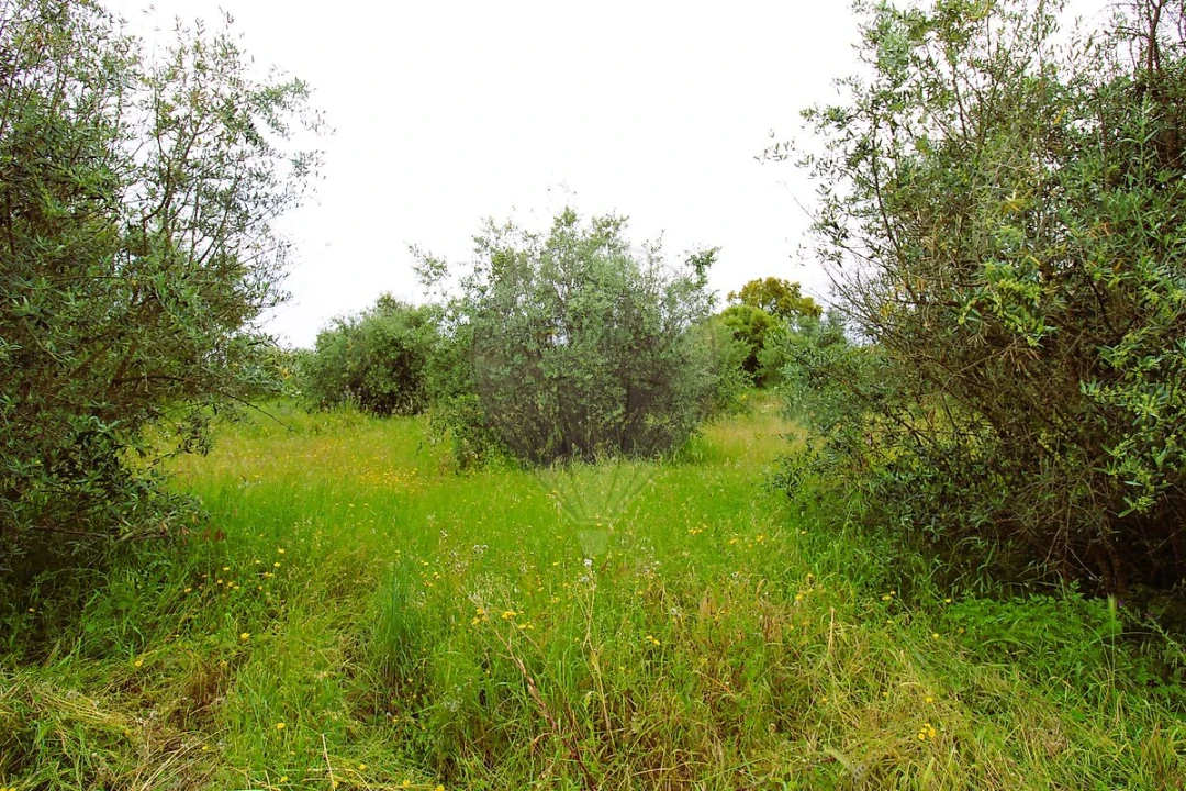 Terreno para Venda em Mação, Penhascoso e Aboboreira Foto 4