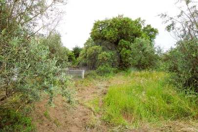 Terreno para Venda em Mação, Penhascoso e Aboboreira