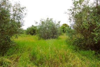 Terreno para Venda em Mação, Penhascoso e Aboboreira