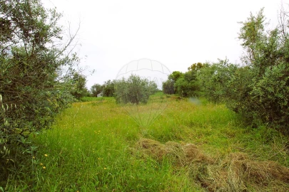 Terreno para Venda em Mação, Penhascoso e Aboboreira