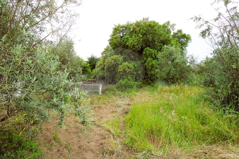 Terreno para Venda em Mação, Penhascoso e Aboboreira Foto 5